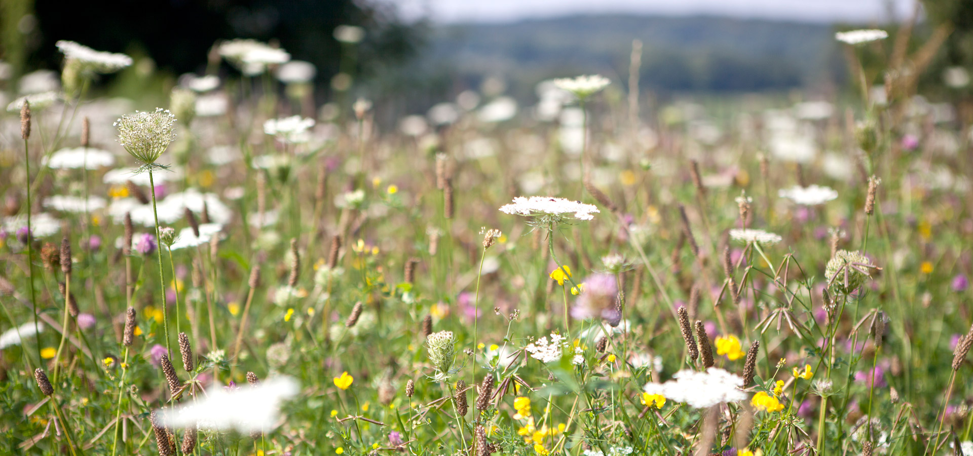 Gartenhof K�sters - Privatgarten D�sseldorf II