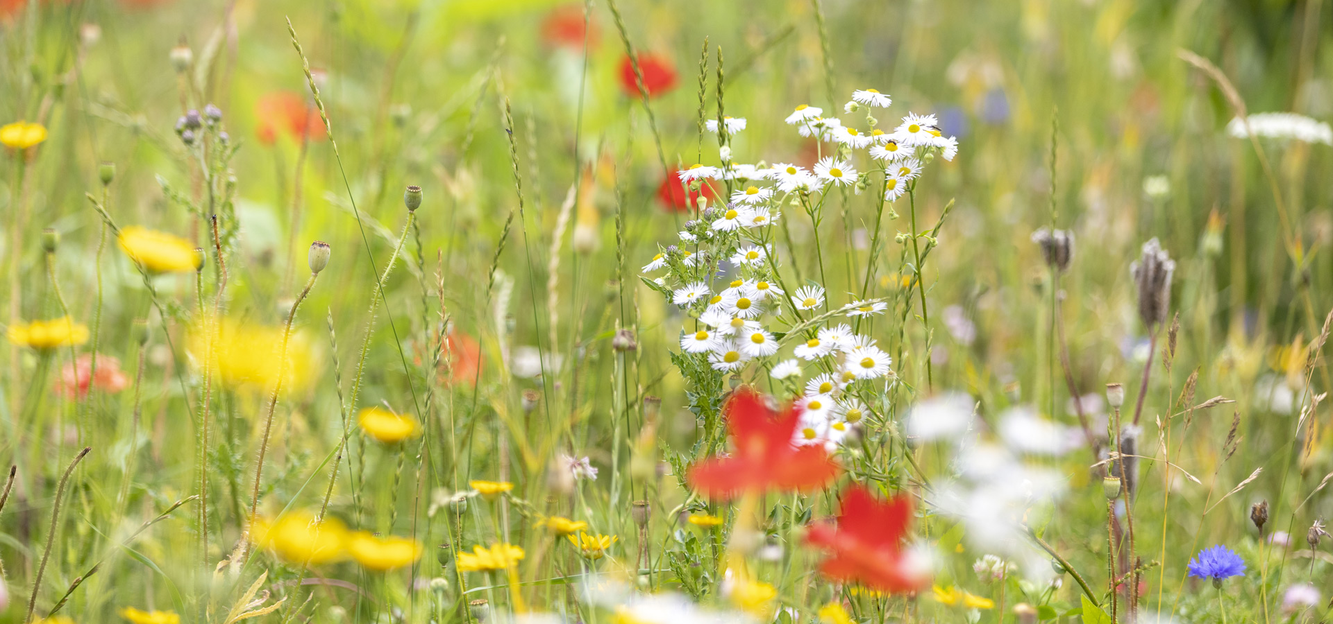 Gartenhof K�sters - Privatgarten Kerpen
