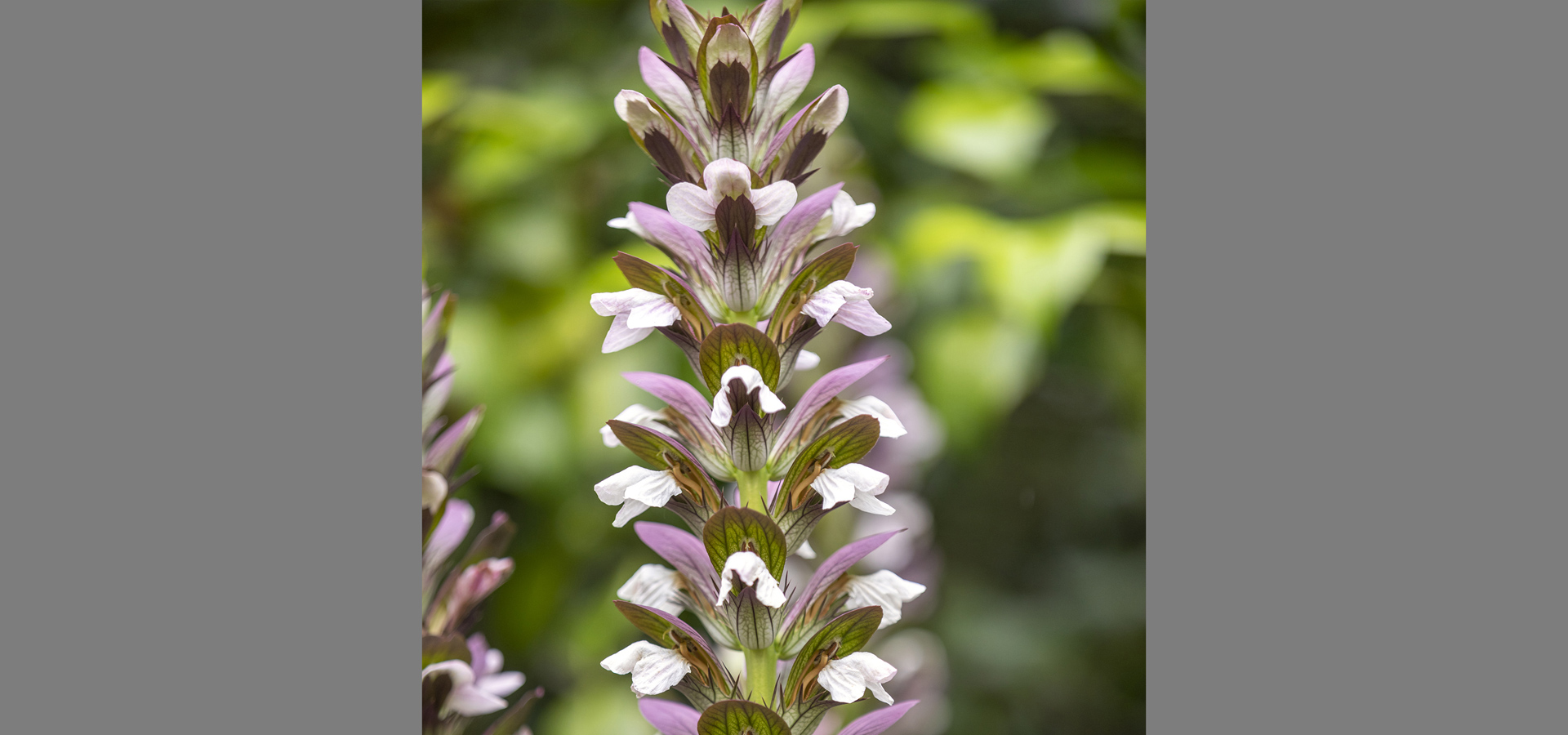 Gartenhof K�sters - Privatgarten K�ln VII