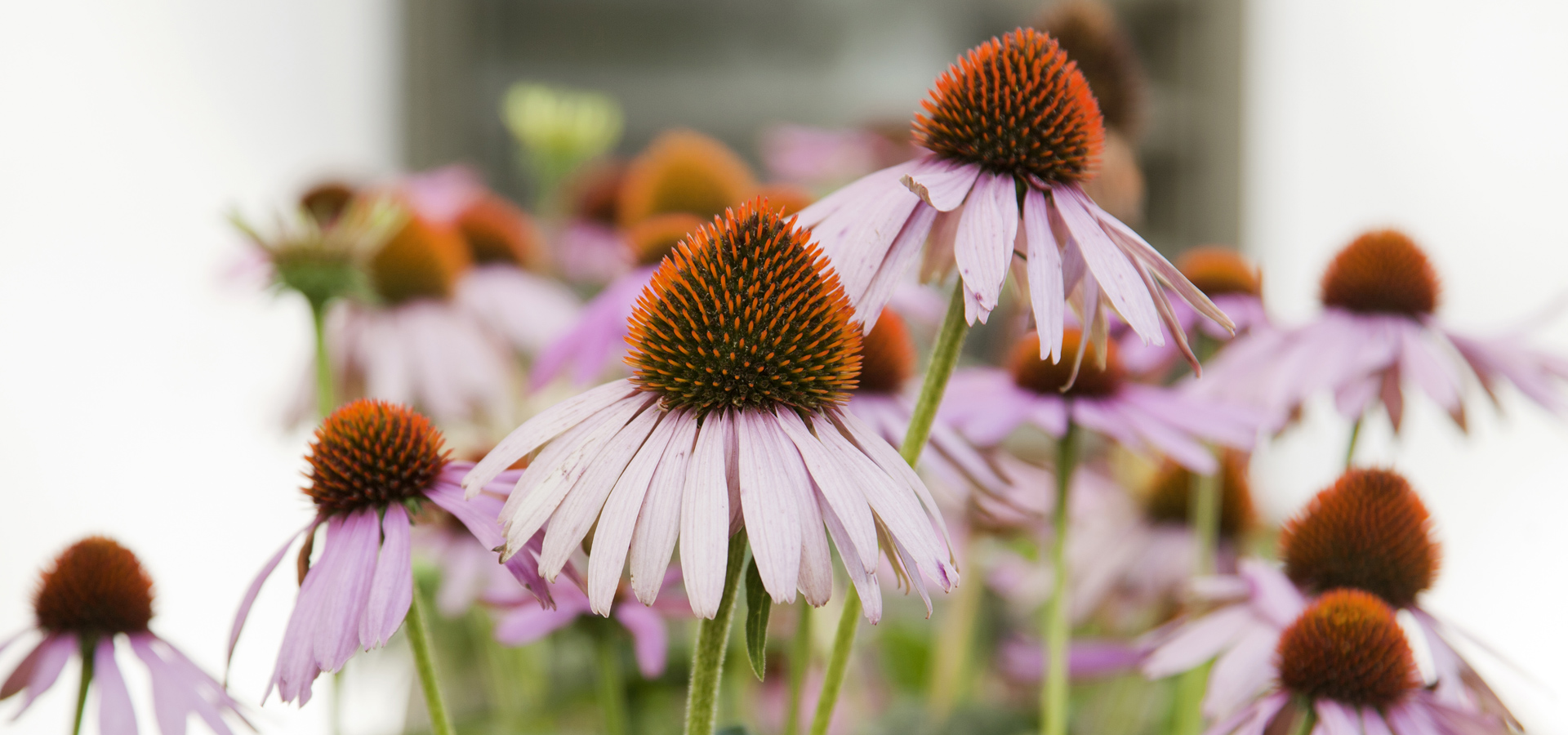 Gartenhof K�sters - St. Augustinus Klinik, Neuss